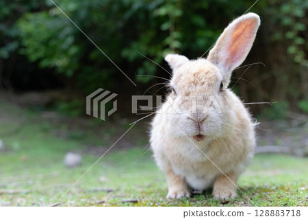 Commemorative photo of Grandpa Rabbit Commemorative photo of Grandpa Rabbit 128883718