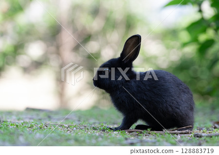 A black baby rabbit that looks like a shadow puppet in the backlight A black baby rabbit that looks like a shadow puppet in the backlight 128883719