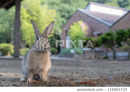 Rabbits waiting for tourists 128883729