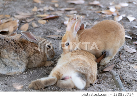Baby rabbits cuddling with their mother 128883734