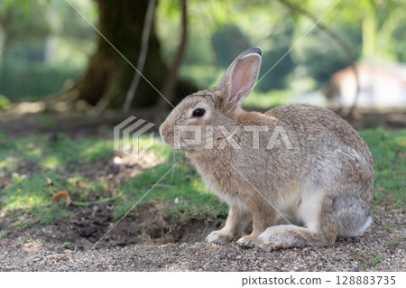 Profile of a rabbit cooling off in the shade 128883735
