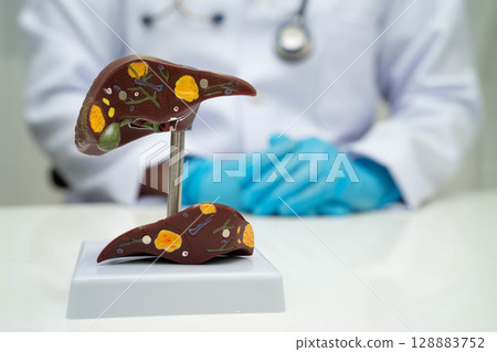 Liver with gallbladder, pancreas spleen and duodenum, Asian doctor holding human anatomy model for study diagnosis and treatment in hospital. Liver with gallbladder, pancreas spleen and duodenum, Asian doctor holding human anatomy model for study diagnosis and treatment in hospital. 128883752