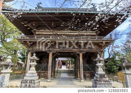 名古屋笠寺觀音山門與盛開的櫻花 名古屋笠寺觀音山門與盛開的櫻花 128883883