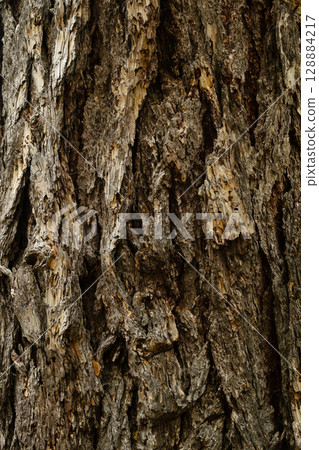 Close up view of rough weathered tree bark. 128884217