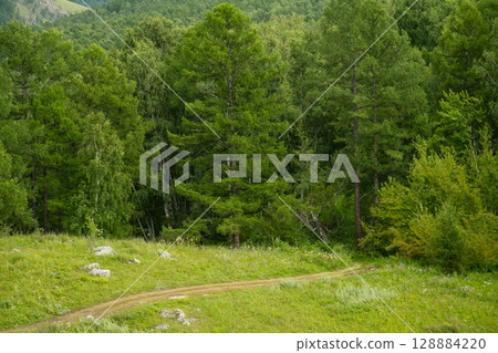 Green forest landscape with a dirt road winding through a grassy field. 128884220