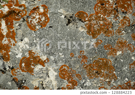 Orange lichen growing on a rough gray and white rock texture. 128884223