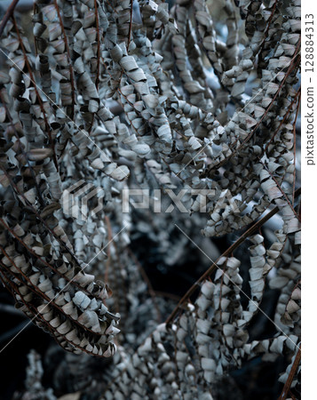 winter dry blue leave. nature view decoration background texture. 128884313