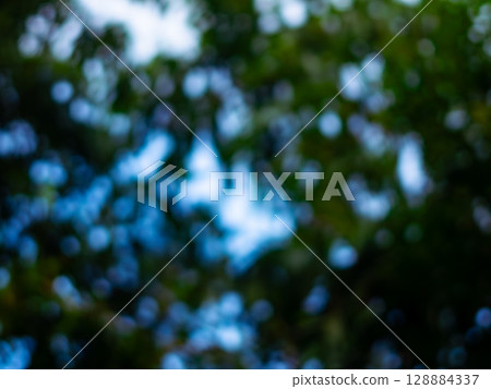 Blurred background bokeh from Nature Tree Leaves foliage in forest garden. 128884337