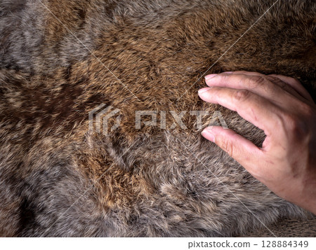 Man hand softly touching Red Brown Animal Wildlife fur hair textured Concept Background. Man hand softly touching Red Brown Animal Wildlife fur hair textured Concept Background. 128884349
