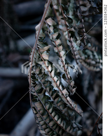 winter dry blue leave. nature view decoration background texture. winter dry blue leave. nature view decoration background texture. 128884362