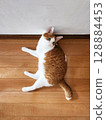 A relaxing brown tabby cat 128884453
