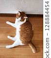 A relaxing brown tabby cat 128884454