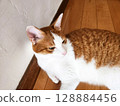 A relaxing brown tabby cat 128884456