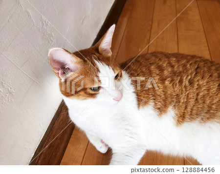 一隻放鬆的棕色虎斑貓 128884456