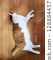 A relaxing brown tabby cat 128884457