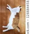 A relaxing brown tabby cat 128884458