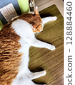 A relaxing brown tabby cat 128884460