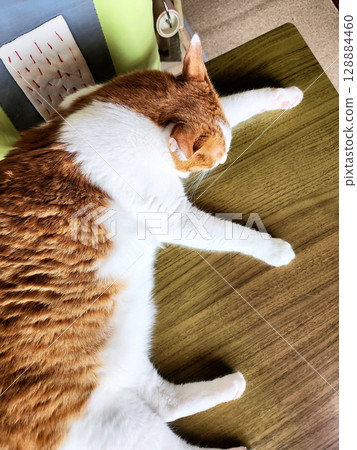 A relaxing brown tabby cat A relaxing brown tabby cat 128884460