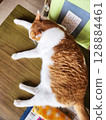 A relaxing brown tabby cat 128884461