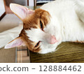 A relaxing brown tabby cat 128884462