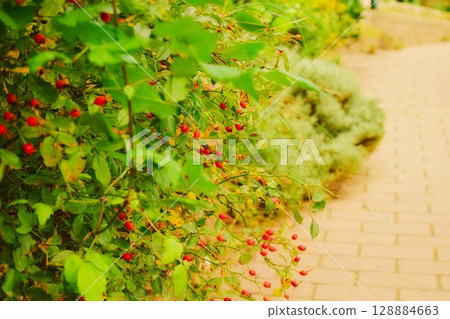 土耳其野玫瑰的紅色莓果 2 土耳其野玫瑰的紅色莓果 2 128884663