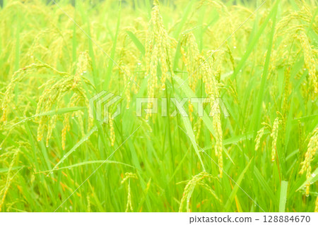 稻穗 2 128884670