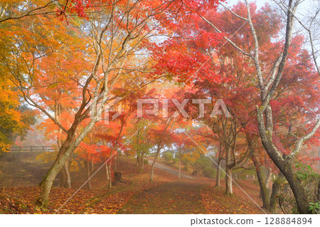 Falls of Sogaki in autumn 128884894