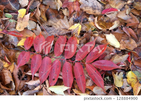 Late autumn autumn leaves scenery 128884900