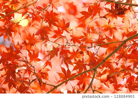 Late autumn autumn leaves scenery Late autumn autumn leaves scenery 128884901
