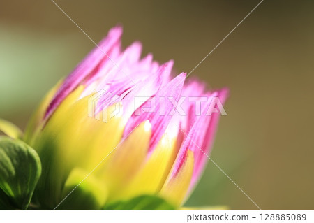 Close-up of Dahlia 128885089