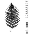 Tree Fern Leaf Illustration 128885125