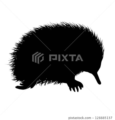 Echidna silhouette illustration 128885137