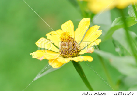 Zinnia violacea Cav, Z violacea or Plantae, Asteraceae or Magnoliopsida or Zinnia violacea or yellow flower 128885146