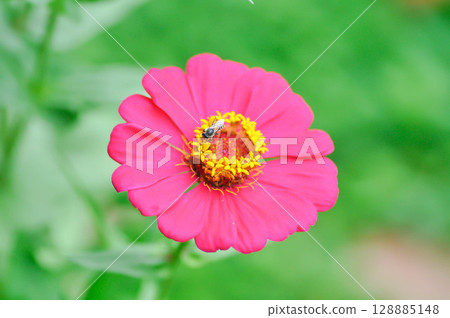 Zinnia violacea Cav, Z violacea or Plantae, Asteraceae or Magnoliopsida or Zinnia violacea or fuchsia flower and bee 128885148