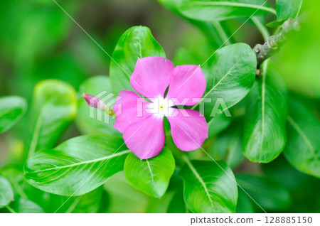 Catharanthus roseus G Don ,APOCYNACEAE or Madagascar periwinkle or Vinca or Old maid Catharanthus roseus G Don ,APOCYNACEAE or Madagascar periwinkle or Vinca or Old maid 128885150