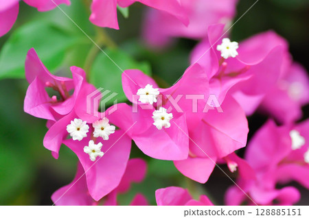 Bougainvillea or paper flower , red paper flower or fuchsia flower Bougainvillea or paper flower , red paper flower or fuchsia flower 128885151
