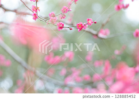 紅梅花在多雲的天空中綻放 128885452
