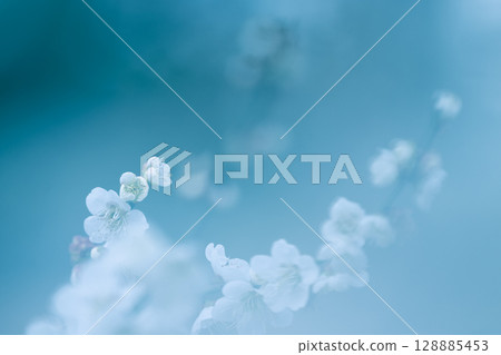 凋謝的梅花 128885453