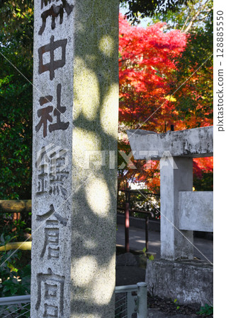 Beautiful autumn leaves at Kamakura Shrine (Kamakura, Kanagawa Prefecture) 128885550