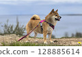 Adorable red Shiba Inu dog happily walking on lush green gras 128885614