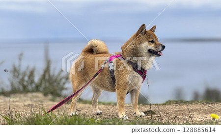 Adorable red Shiba Inu dog happily walking on lush green gras 128885614