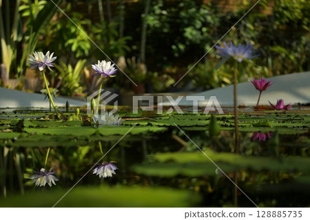 睡蓮 睡蓮 128885735