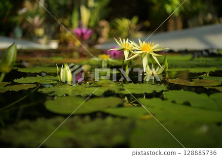Water lily 128885736