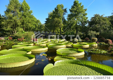 Paraguayan oni bus 128885738