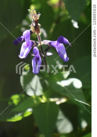 超級丹參紫色花 超級丹參紫色花 128885816