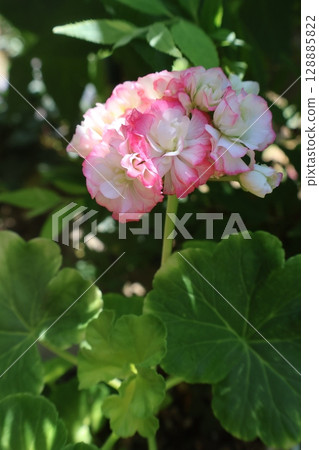 Double-flowered geranium flowers bathed in the morning sun 128885822