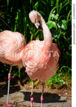 Elegant Flamingo Portrait A Glimpse into the Beauty of Nature s Pink Plumage Artistry 128886042