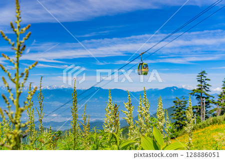 （長野縣）志賀高原、東館山高山植物園的黃花菜盛開 128886051