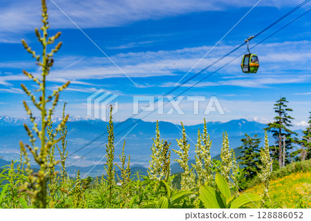 （長野縣）志賀高原、東館山高山植物園的黃花菜盛開 128886052