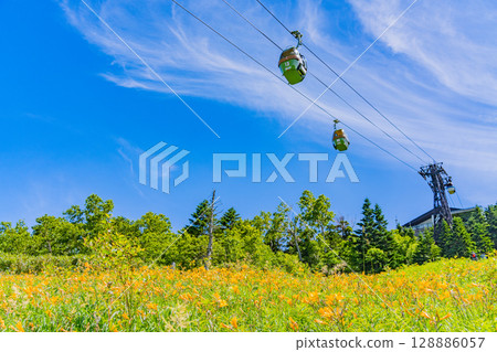 （長野縣）志賀高原、東館山高山植物園的黃花菜盛開 128886057